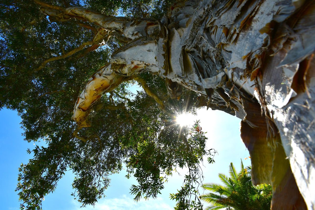 Trees